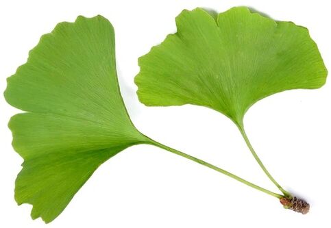 Insuvit sisaldab Ginkgo Bilobe